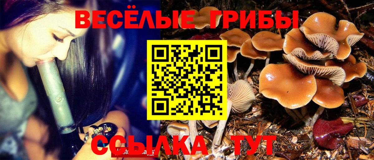 Псилоцибиновые грибы мицелий Дедовск
